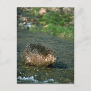 Postal Beaver