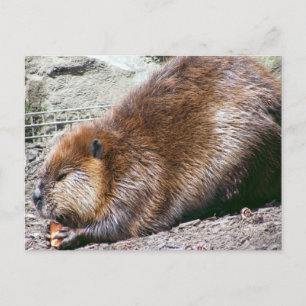 Postal Beaver