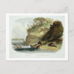 Postal Beaver Hut en el Missouri, placa 17 del volumen 1