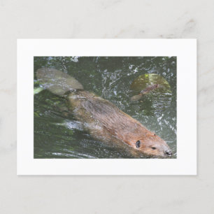 Postal Beaver PostCard