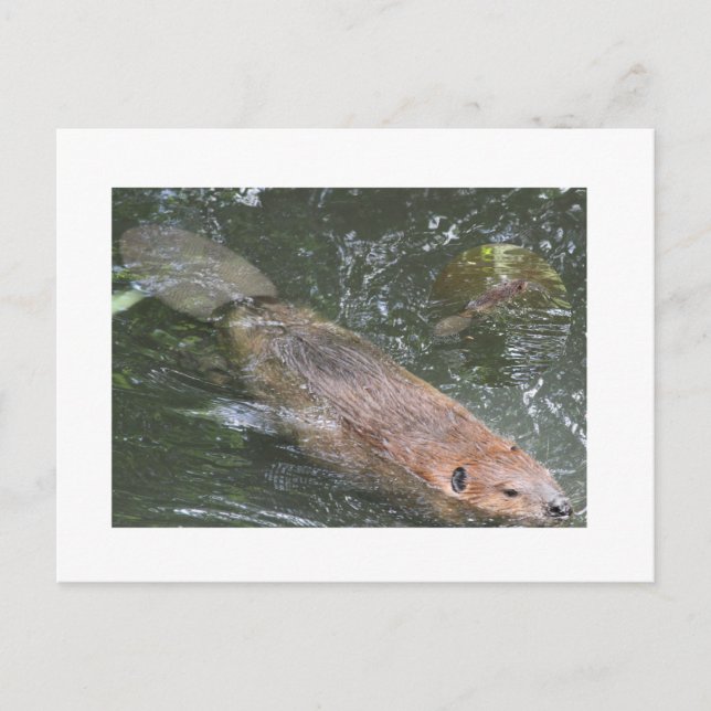 Postal Beaver PostCard (Anverso)