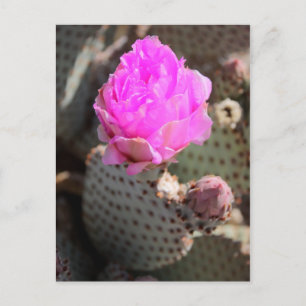 Postal Beavertail Cactus Postcard