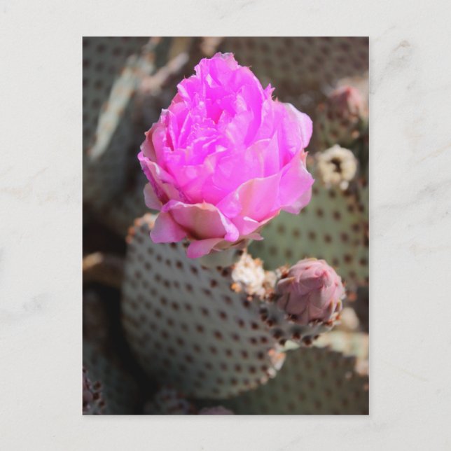Postal Beavertail Cactus Postcard (Anverso)