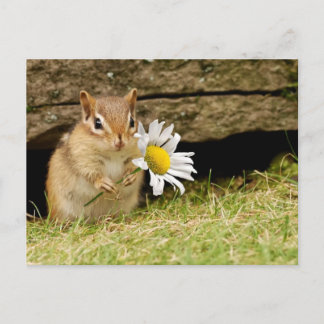 Postal Bebé adorable Chipmunk con margarita