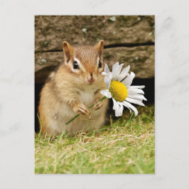 Postal Bebé adorable Chipmunk con margarita