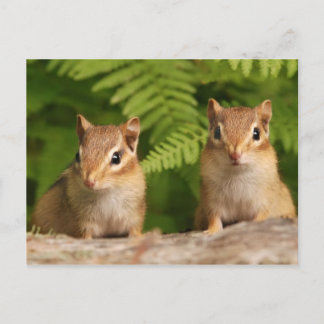 Postal Bebé Adorable Chipmunk Siblings