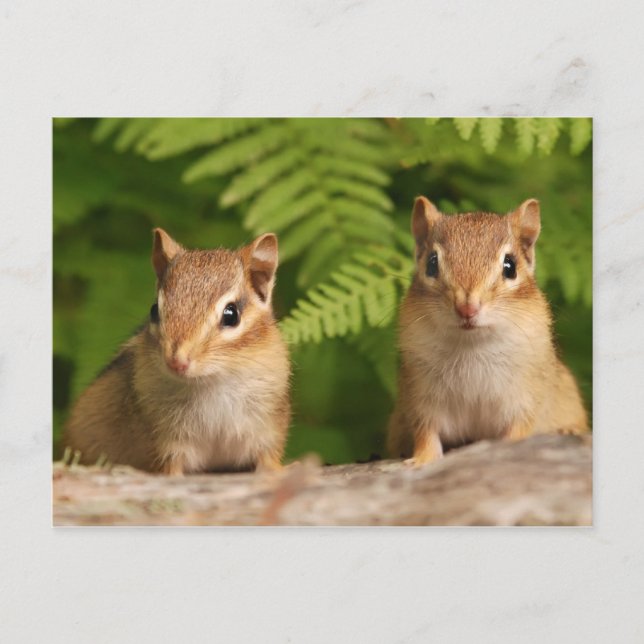 Postal Bebé Adorable Chipmunk Siblings (Anverso)