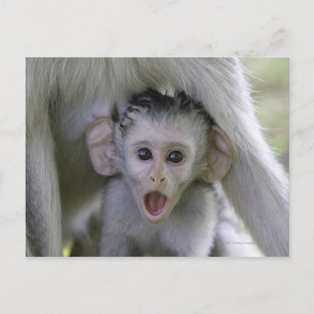 Postal Bebé babuino bajo su madre (Anverso)