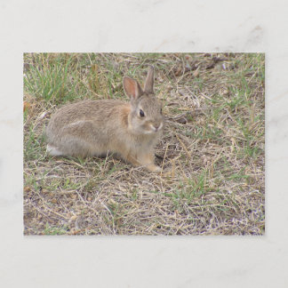 Postal Bebé Bunny Posing