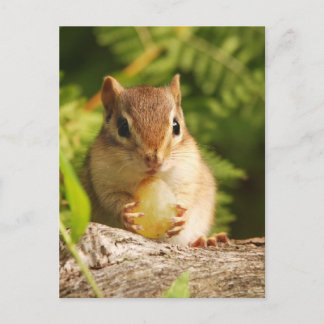 Postal Bebé Chipmunk con aperitivo