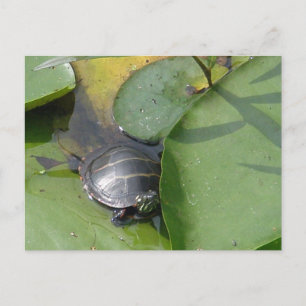 Postal Bebé con tortuga pintada en ílipos