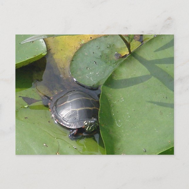 Postal Bebé con tortuga pintada en ílipos (Anverso)
