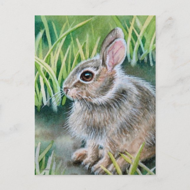Postal Bebé Cottontail Bunny Rabbit Watercolor Art (Anverso)