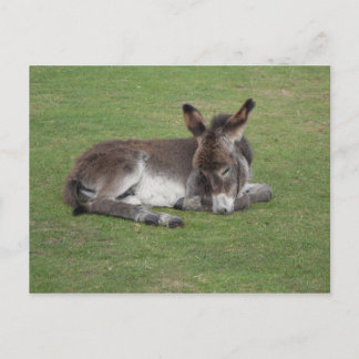 Postal Bebé de burro