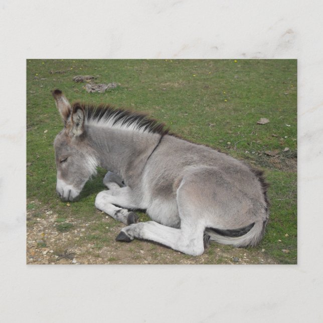Postal Bebé de burro para bebé dormido (Anverso)