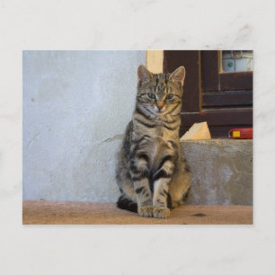 Postal Bebé de gato de tigre adorable