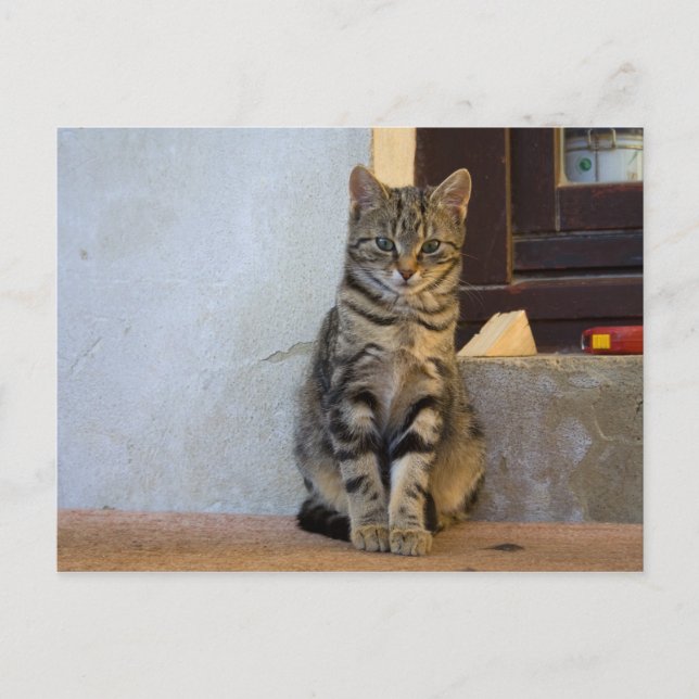 Postal Bebé de gato de tigre adorable (Anverso)