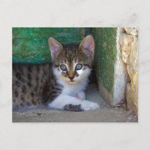 Postal Bebé de gato dulce tigre