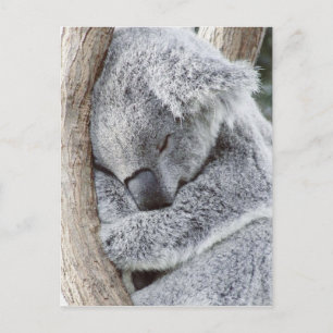 Postal Bebé de koala durmiente