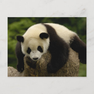 Postal Bebé de la panda gigante (melanoleuca del