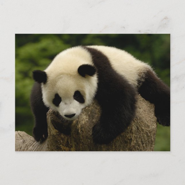 Postal Bebé de la panda gigante (melanoleuca del (Anverso)