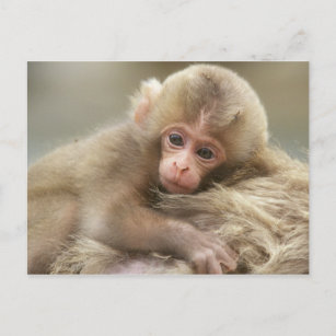 Mono De La Nieve Del Bebé En Japón Fotos, retratos, imágenes y