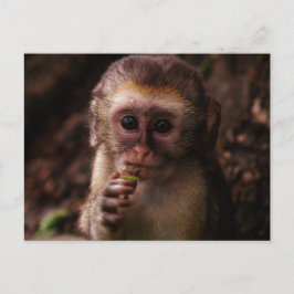 Postal Bebé de mono dulce Vervet