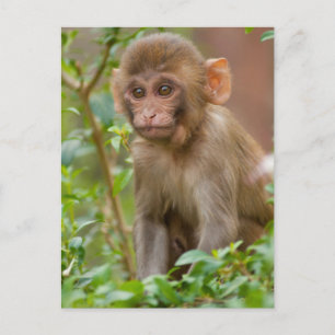 Postal Bebé de mono Rhesus, templo de mono, Jaipur