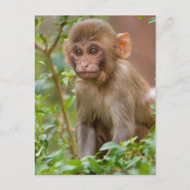 Postal Bebé de mono Rhesus, templo de mono, Jaipur (Anverso)