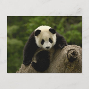 Postal Bebé de panda gigante