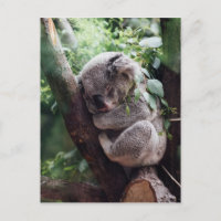 Bebé dormido Koala
