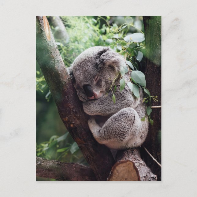 Postal Bebé dormido Koala (Anverso)