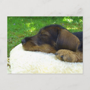 Postal Bebé dulce Dachshund, perrito dormido