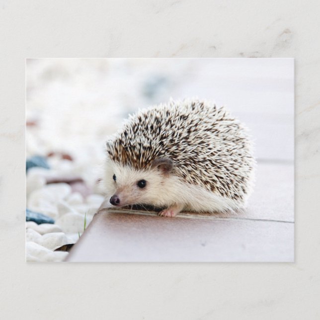 Postal Bebé dulce Hedgehog (Anverso)