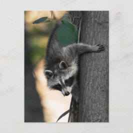 Postal Bebé dulce Raccoon