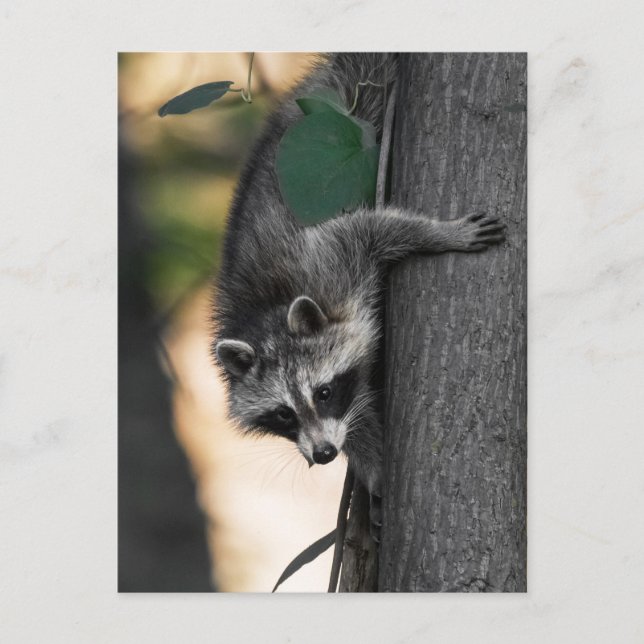 Postal Bebé dulce Raccoon (Anverso)