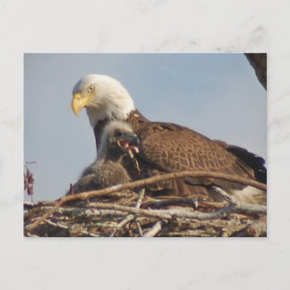 Postal Bebé Eagle 2011