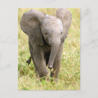 Postal Bebé elefante