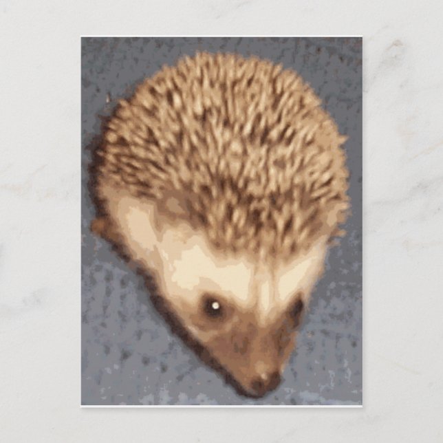 Postal bebé hedgehog (Anverso)