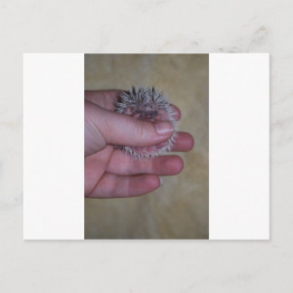 Postal Bebé Hedgehog en la mano