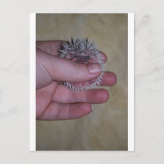 Postal Bebé Hedgehog en la mano