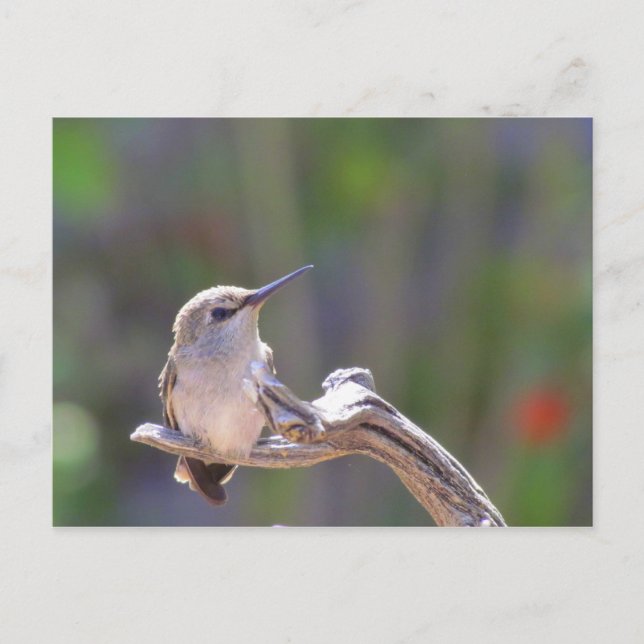 Postal Bebé Hummingbird (Anverso)