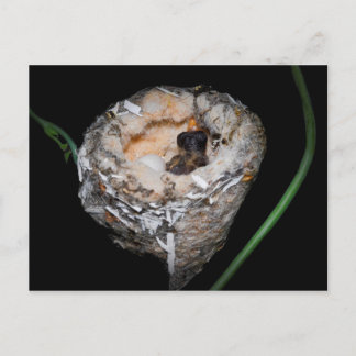 Postal Bebé Hummingbird
