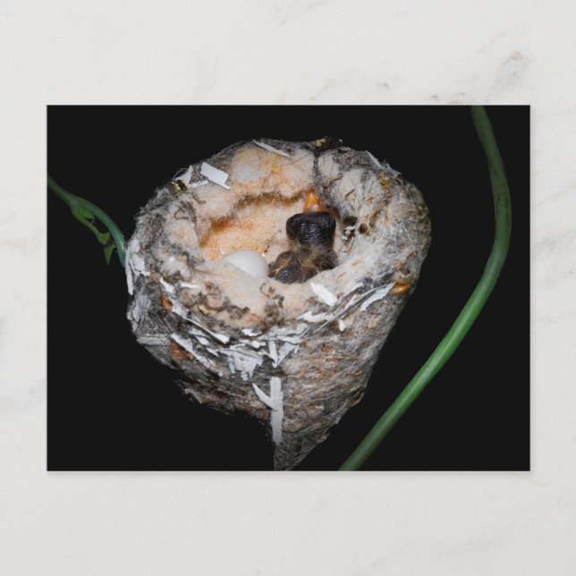 Postal Bebé Hummingbird (Anverso)