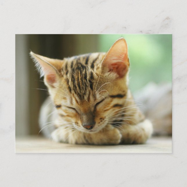 Postal Bebé Kitty durmiente (Anverso)