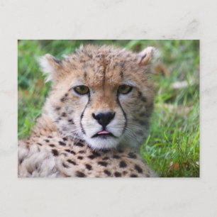 Postal Bebé lindo Cheetah Close Face