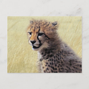 Postal Bebé lindo Cheetah Cub
