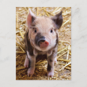 Postal Bebé lindo lechón Granja de animales Barnyard Babi