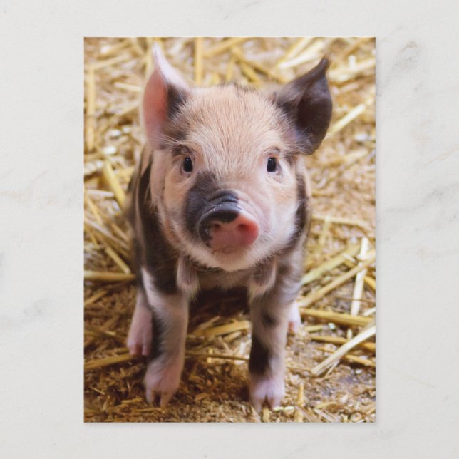 Postal Bebé lindo lechón Granja de animales Barnyard Babi (Anverso)