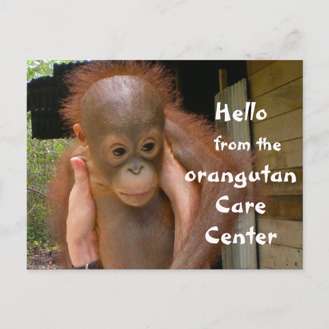 Postal Bebé lindo Orangutan Orphan (Anverso)